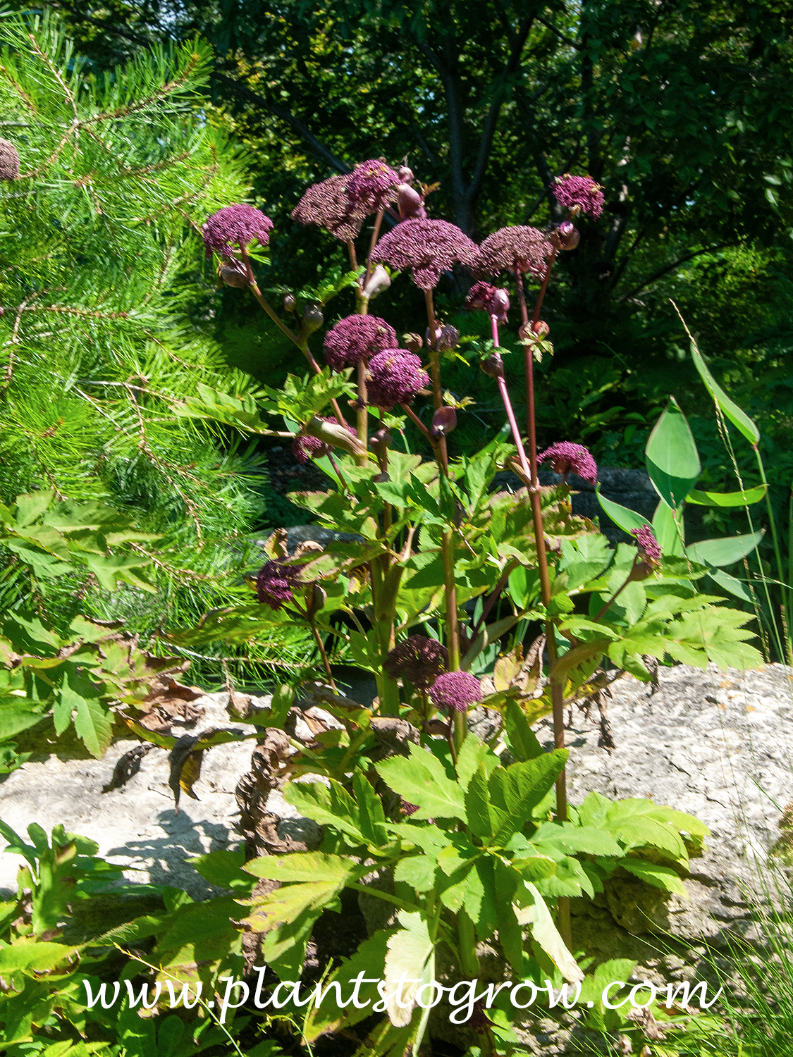 Korean Angelica (Angelica gigas)